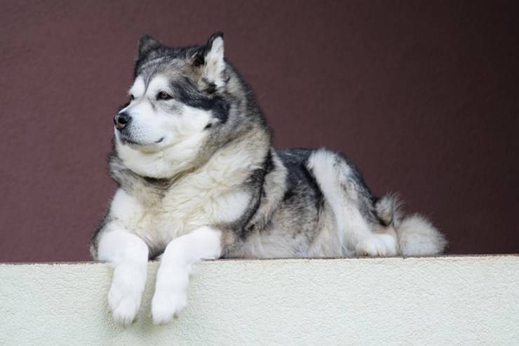 Alaskan malamute adulto
