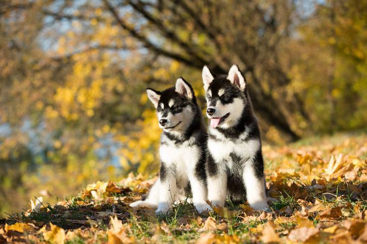Alaskan malamute cucciolo 