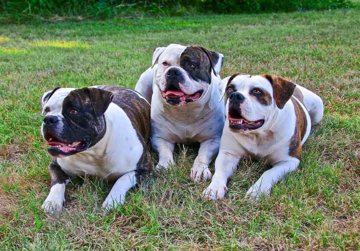 American Bulldogs adulto