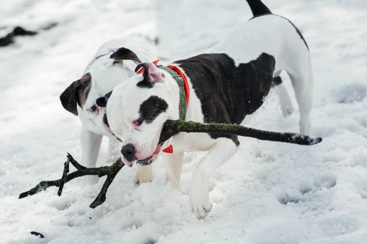 American Bulldogs cucciolo