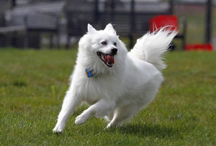 American Eskimo adulto