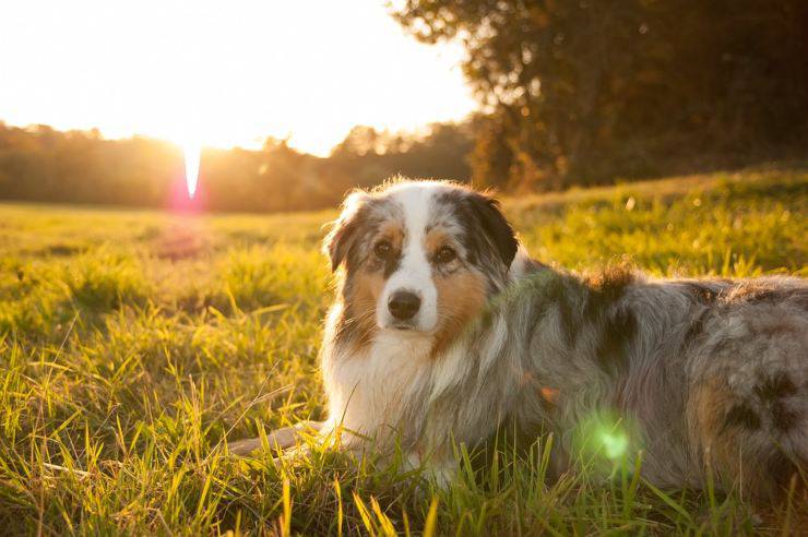 Australian Shepherd adulto