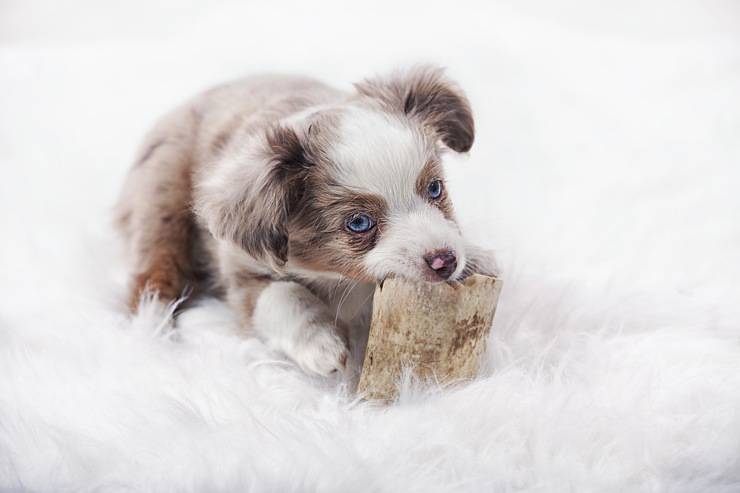 Australian Shepherd cucciolo