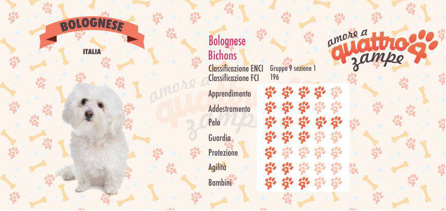 Bolognese scheda razza