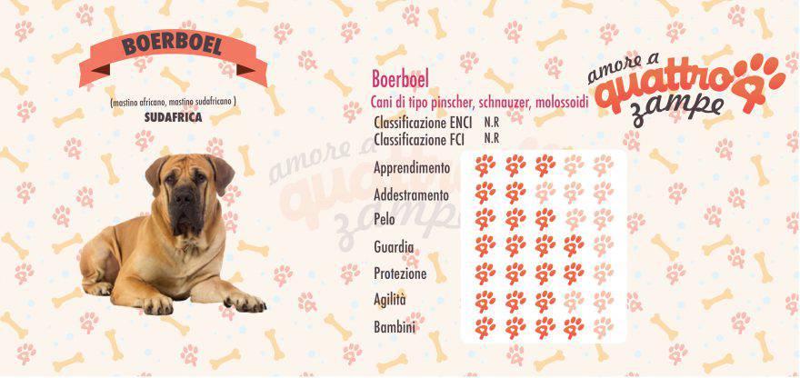 Boerboel scheda razza