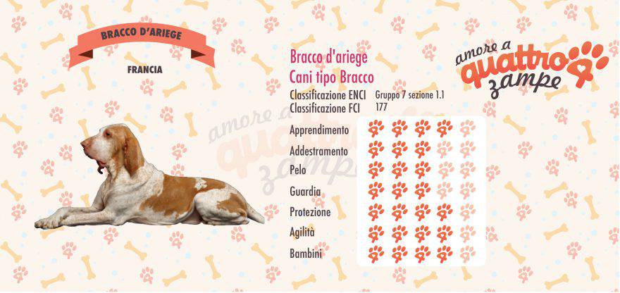 Bracco d'Ariege scheda razza