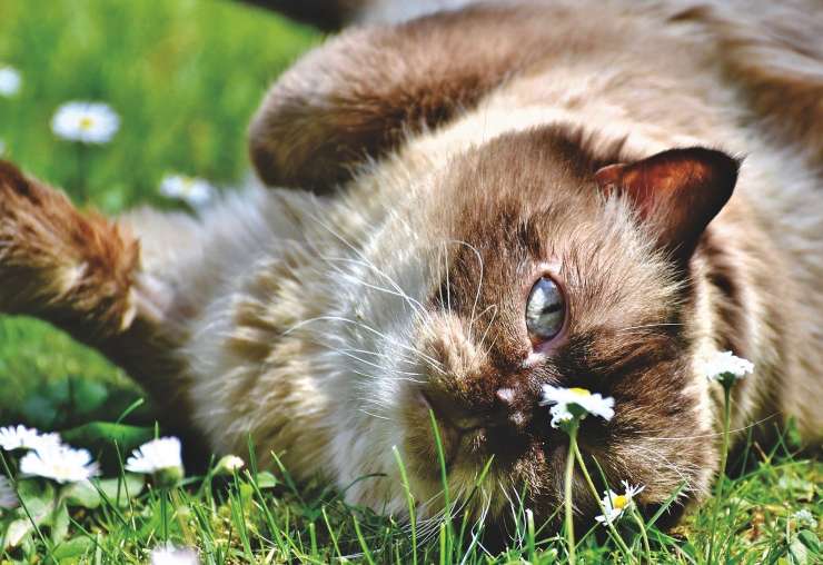 Gatto Himalayano