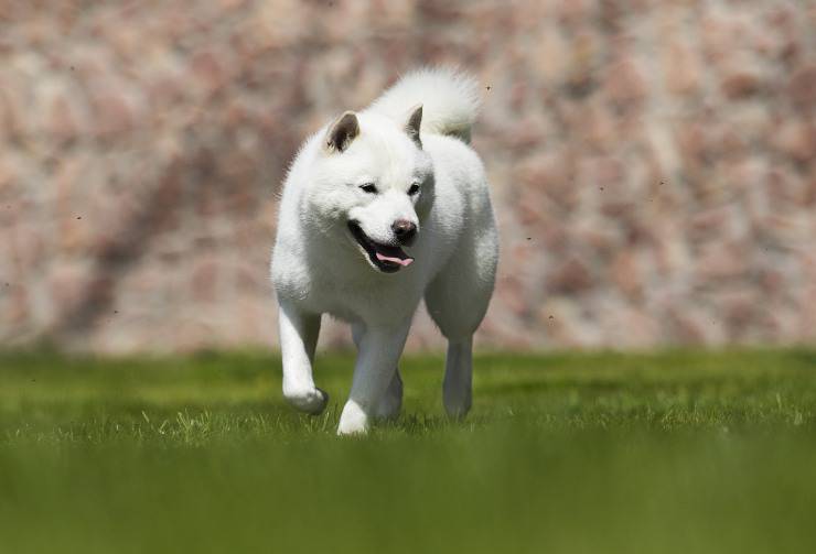 Hokkaido Ken