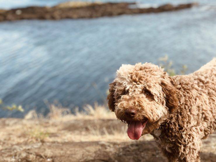 Lagotto Romagnolo adulto