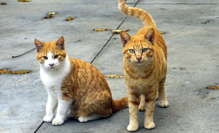 spariti quindici gatti denuncia