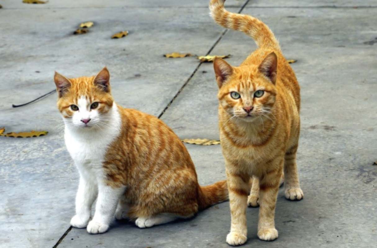 spariti quindici gatti colonia denuncia