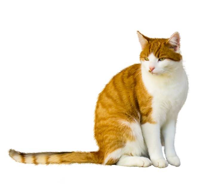 La coda del gatto