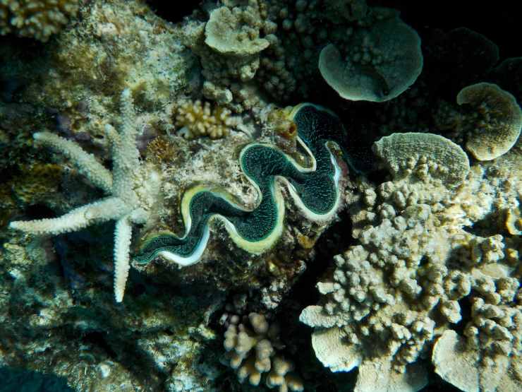ostrica mollusco mare