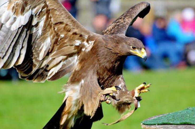Aquila