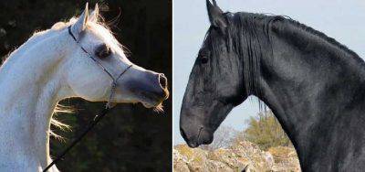 cavallo profilo montonino