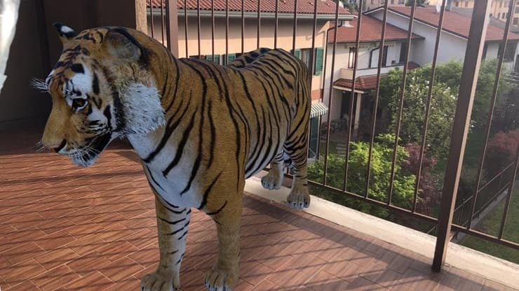 tigre