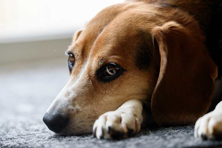 Il triste beagle (Foto Pixabay)