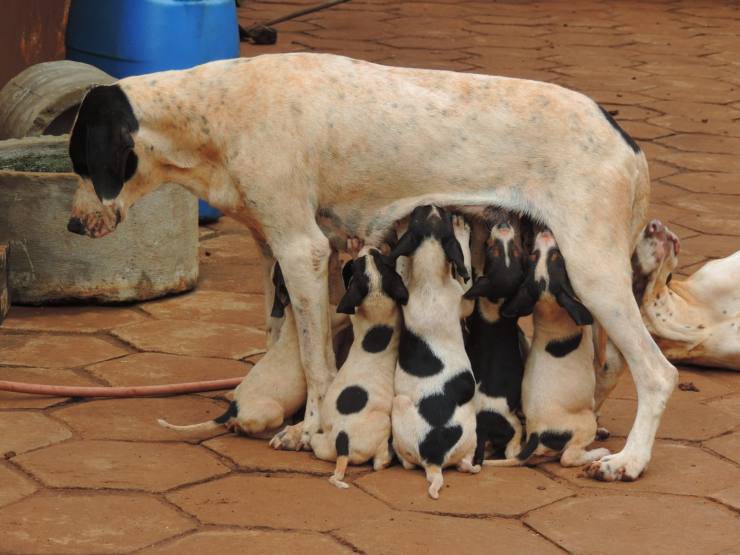 Allattamento cuccioli