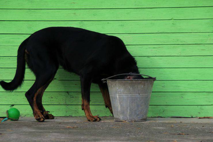 Il cane ha bevuto la candeggina