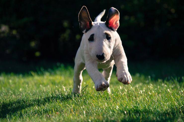 cucciolo di bull terrier cane