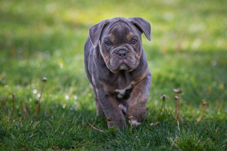 Bulldog inglese