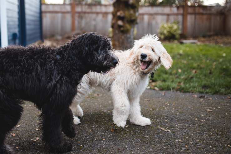 comportamenti strani del cane