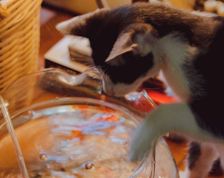 Cose velenose per il gatto