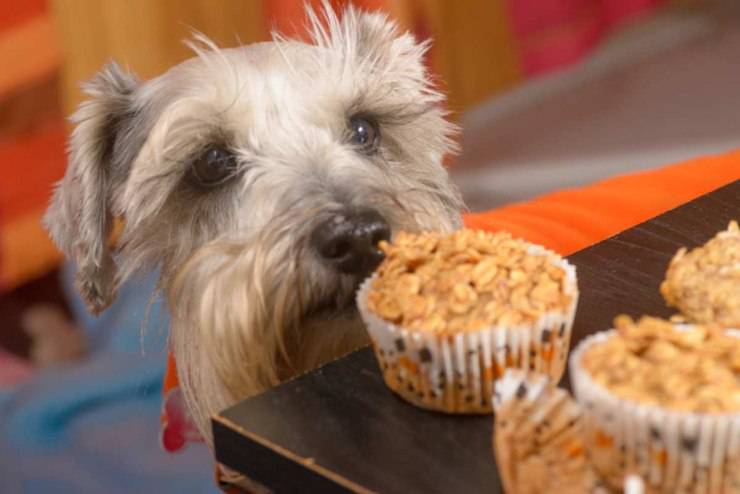 cane alimentazione vegana