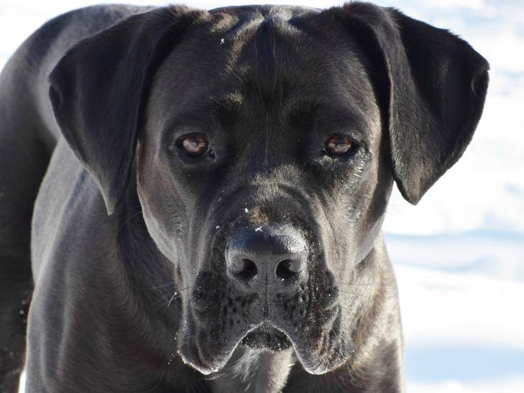 Forfora nel cane