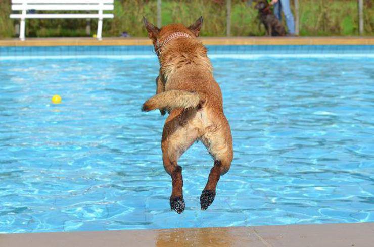 cane in acqua