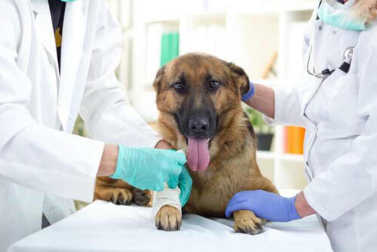 Cane dal veterinario Facebook