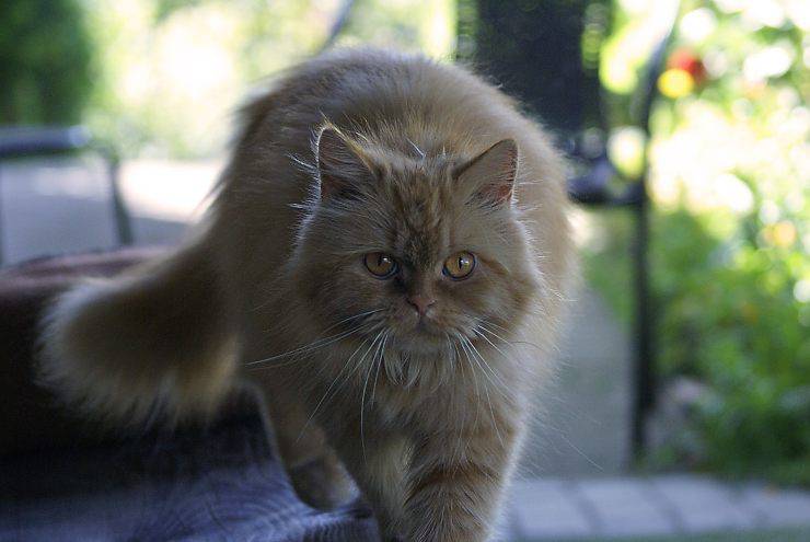 gatto scappa