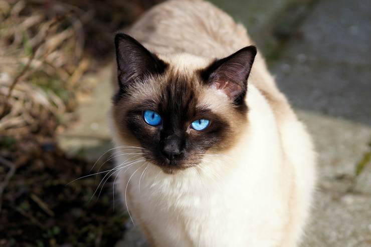Gatto siamese (Foto Pixabay)