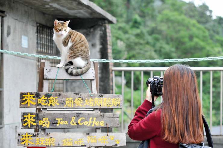 I sensi speciali del gatto
