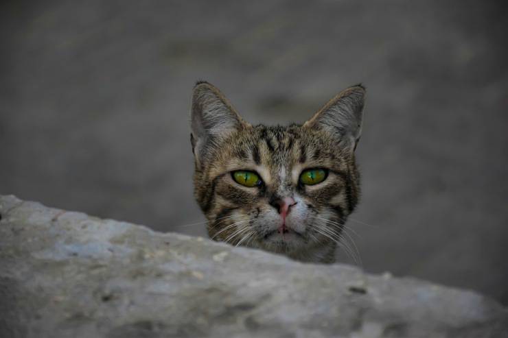 gatto
