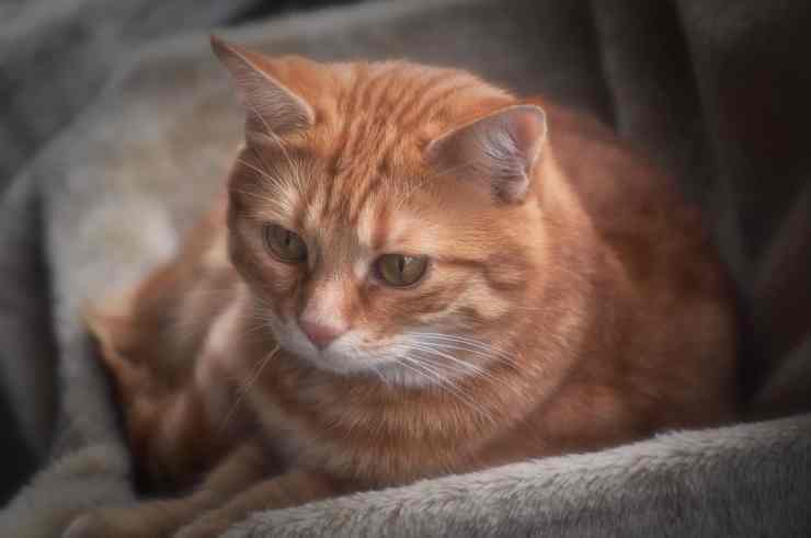 Gatto pensieroso (Foto Pixabay)