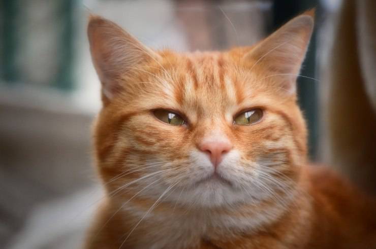 Gatto 