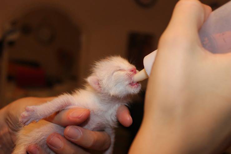 Gatto 