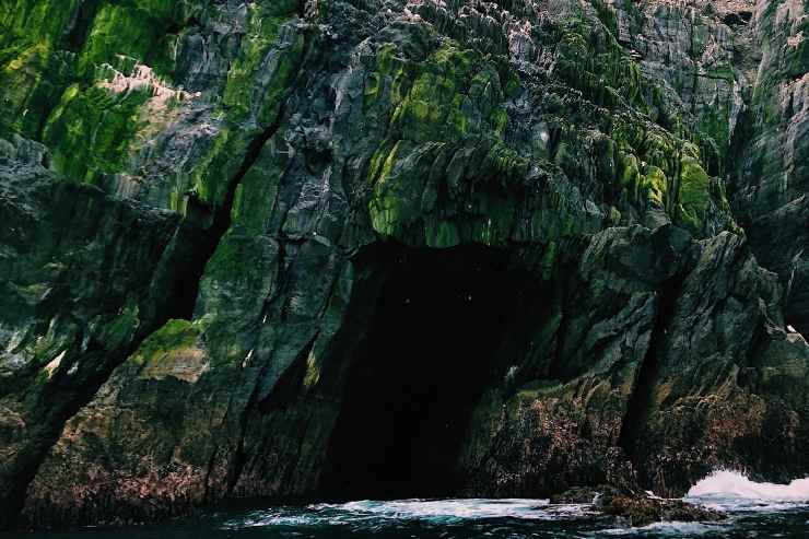 Animali delle caverne