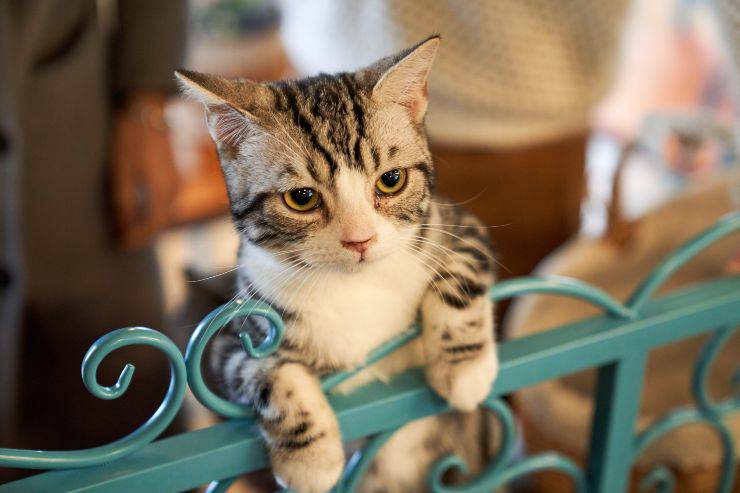 errori con il gatto