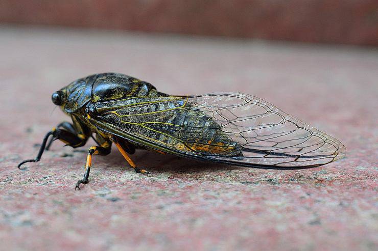 cicala