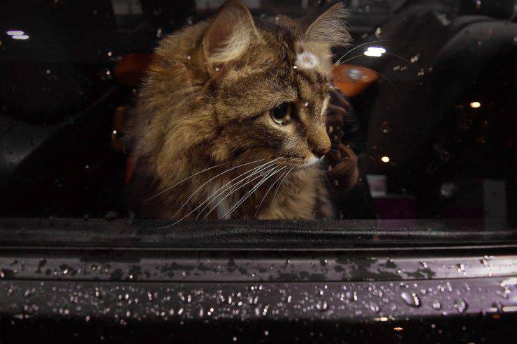 gatto in auto