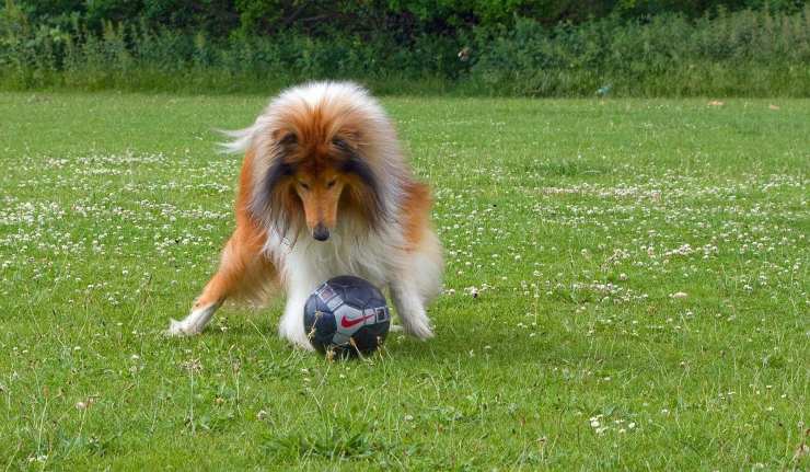 collie cane calcio