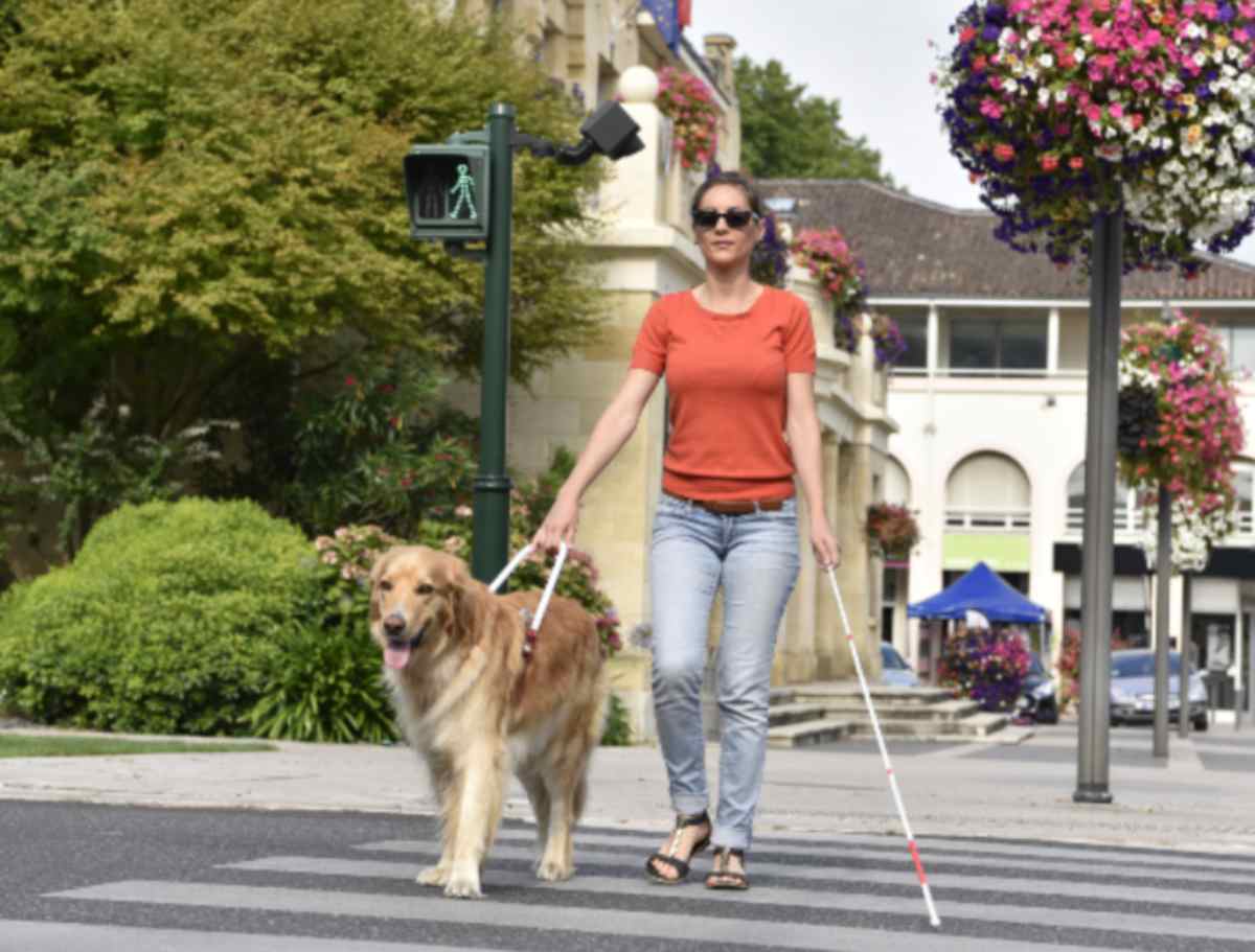 come un cane diventa cane guida