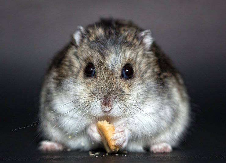 criceto Roborovski