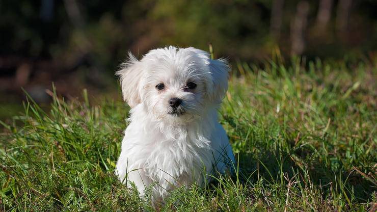 maltese cane cucciolo