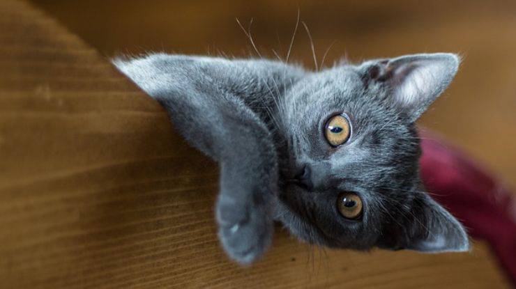 dimmi che gatto ti piace