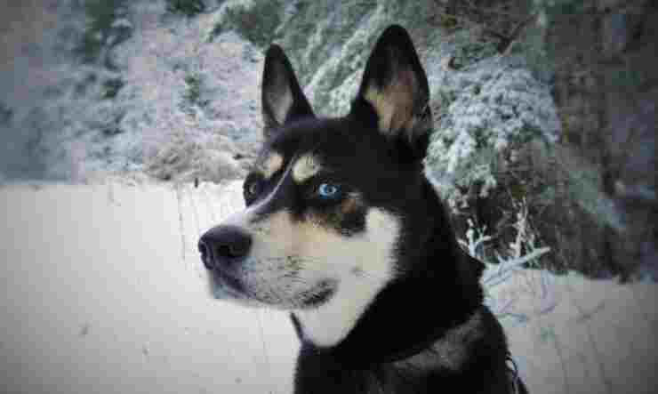 Peculiarità dell'husky (Foto Pixabay)