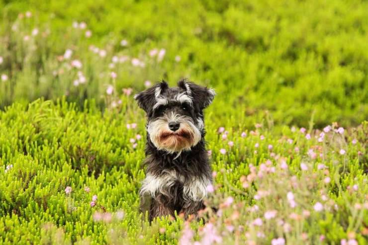 pericoli primavera cani gatti