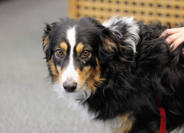 pelo del cane salute